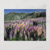 JARBIDGE WILDERNESS, NEVADA. Verenigde Staten. Spu Briefkaart (Voorkant)