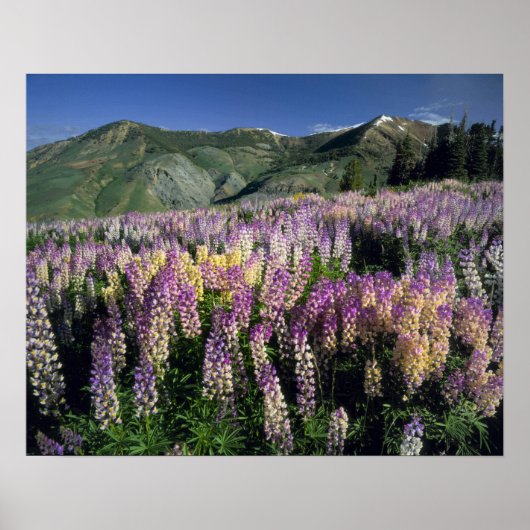 JARBIDGE WILDERNESS, NEVADA. Verenigde Staten. Spu Poster (Voorkant)