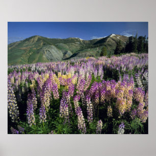 JARBIDGE WILDERNESS, NEVADA. VS. Spur lupine Poster