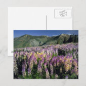 JARBIDGE WILDERNESS, NEVADA. VS. Struiklupine Briefkaart (Voorkant / Achterkant)