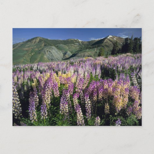 JARBIDGE WILDERNESS, NEVADA. VS. Struiklupine Briefkaart (Voorkant)