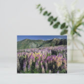 JARBIDGE WILDERNESS, NEVADA. VS. Struiklupine Briefkaart (Staand voorkant)