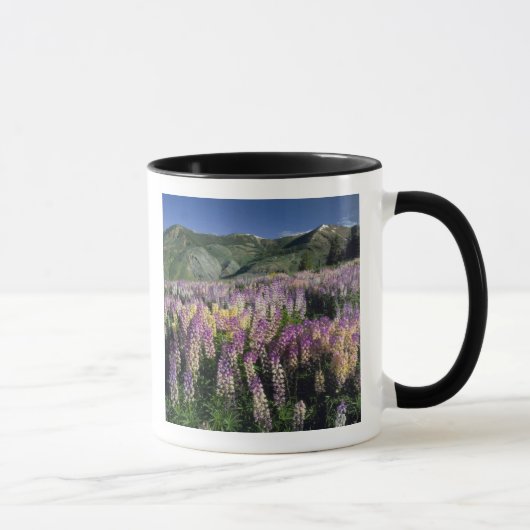 JARBIDGE WILDERNESS, NEVADA. VS. Struiklupine Mok (Rechts)
