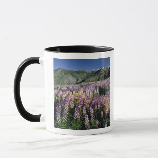 JARBIDGE WILDERNESS, NEVADA. VS. Struiklupine Mok (Links)