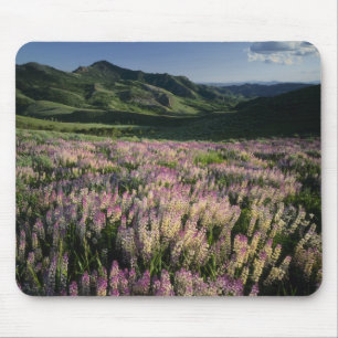 Jarbridge Wilderness en bergen, Nevada, uitloper Muismat
