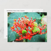 Jardín Botánico Piñeres, Turbaco, Colombia Briefkaart (Voorkant / Achterkant)