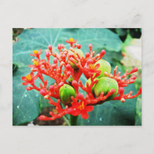 Jardín Botánico Piñeres, Turbaco, Colombia Briefkaart