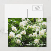 Jardin d'Éden Briefkaart (Voorkant / Achterkant)