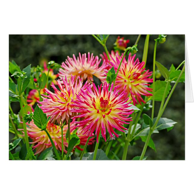 Jardin des Plantes-1 (Voorkant Horizontaal)