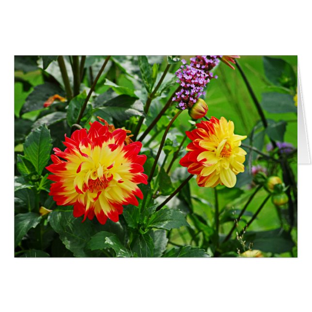 Jardin des Plantes-2 (Voorkant Horizontaal)