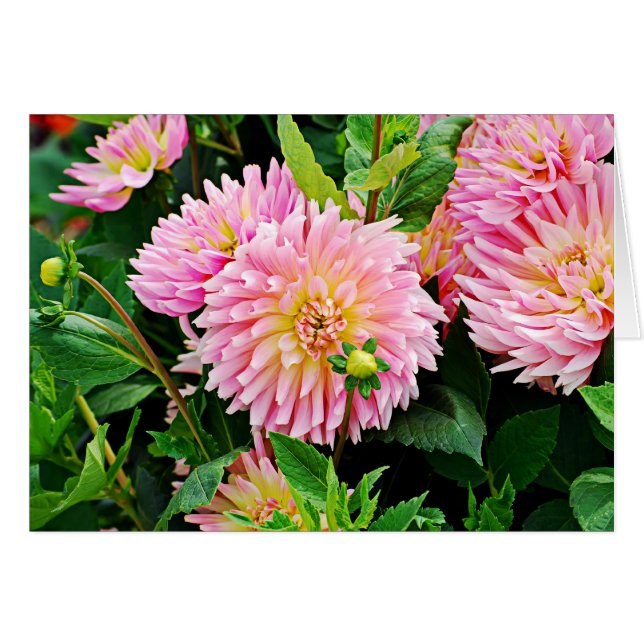 Jardin des Plantes-3 (Voorkant Horizontaal)