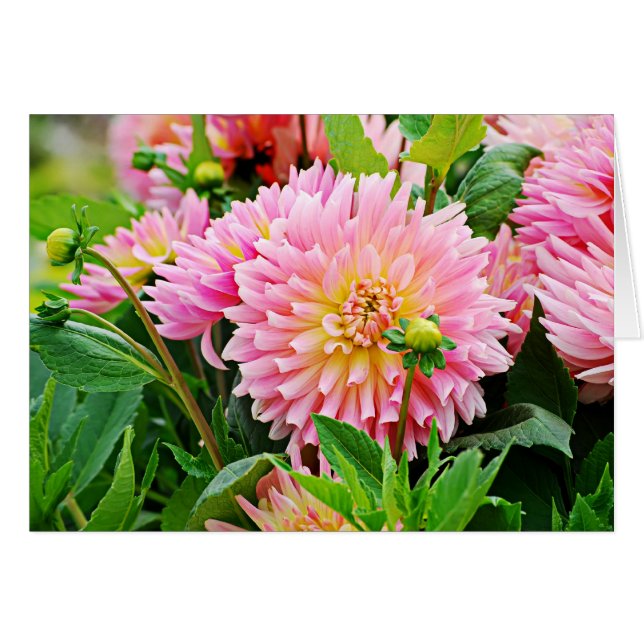 Jardin des Plantes-4 (Voorkant Horizontaal)