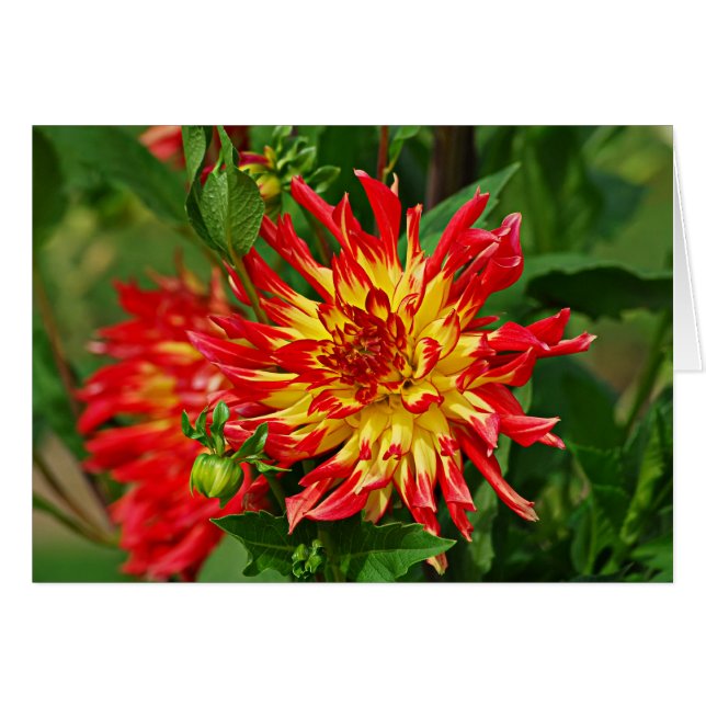 Jardin des Plantes-5 (Voorkant Horizontaal)