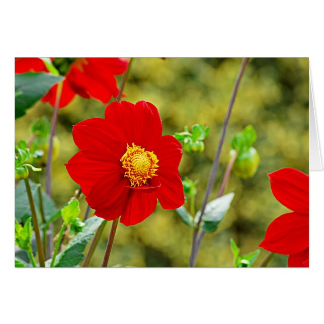 Jardin des Plantes-7 (Voorkant Horizontaal)