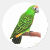 Jardines Parrot Sticker (Voorkant)