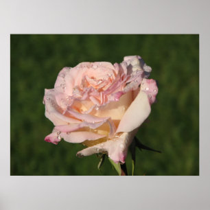 Jardins de Bagatelle Hybrid Tea Roos 054 Poster
