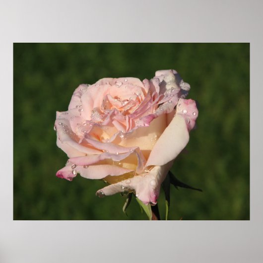 Jardins de Bagatelle Hybrid Tea Roos 054 Poster (Voorkant)