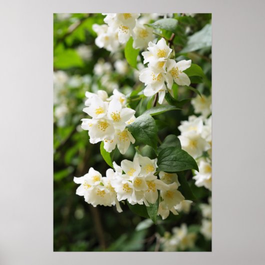 Jasmijn bloeit in de tuin poster (Voorkant)