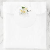 Jasmijn bloeit op witte achtergrond. macroopname ronde sticker (Tas)