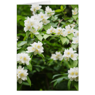 Jasmijn bloemen