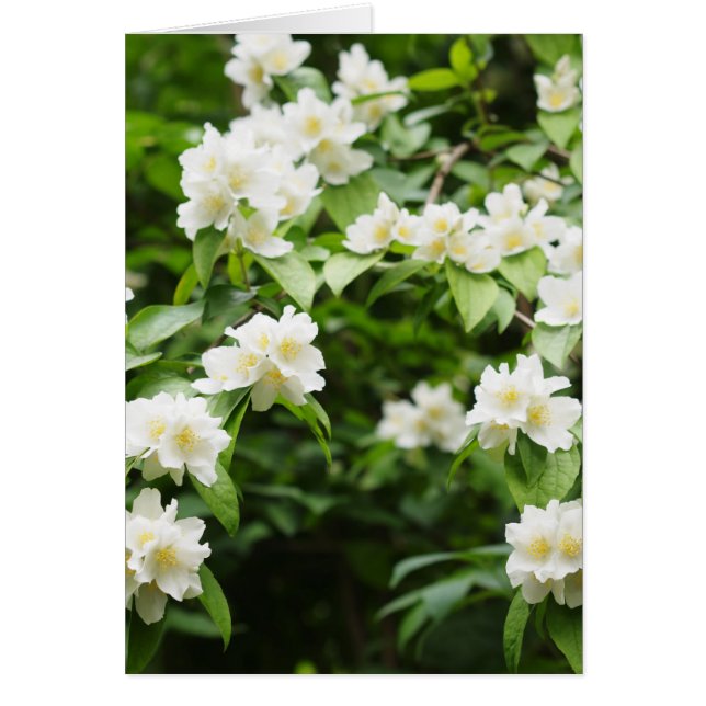 Jasmijn bloemen (Voorkant)