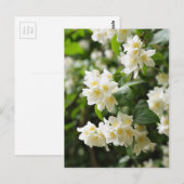 Jasmijn bloemen close-up briefkaart (Voorkant / Achterkant)