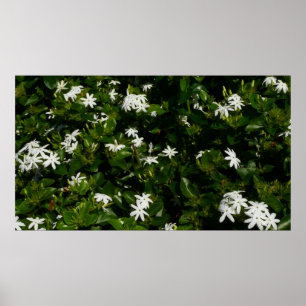 Jasmijn Bloemen Tropische Bloem Botanisch Poster