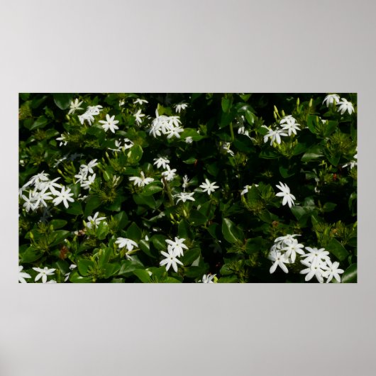 Jasmijn Bloemen Tropische Bloem Botanisch Poster (Voorkant)