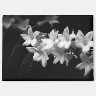 Jasmijn zwart-wit bloemen foto magneet