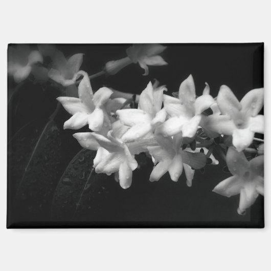 Jasmijn zwart-wit bloemen foto magneet (Voorkant)
