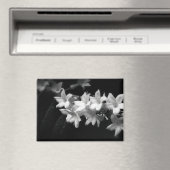 Jasmijn zwart-wit bloemen foto magneet (Insitu (Vaatwasser))