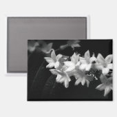 Jasmijn zwart-wit bloemen foto magneet (Voorkant / Achterkant)