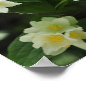 Jasmijnbloemen in de tuin poster (Hoek)