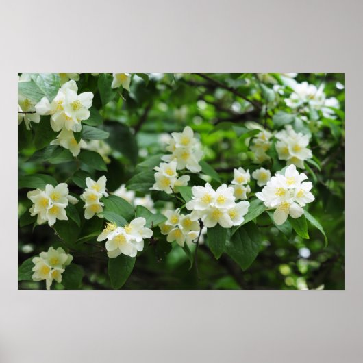 Jasmijnbloemen in de tuin poster (Voorkant)