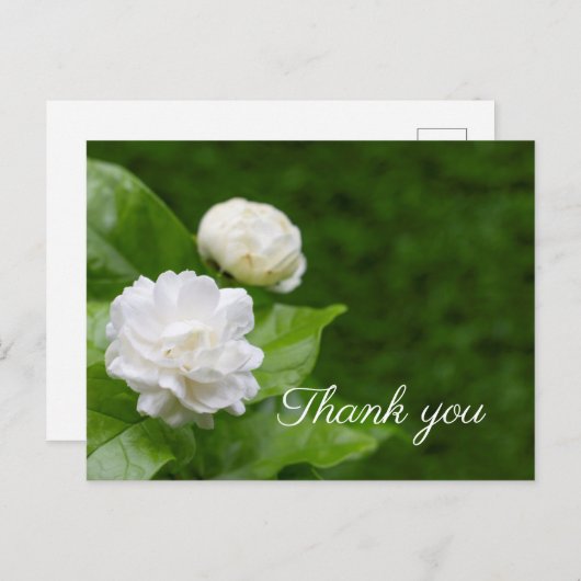 Jasmijnbloemen zijn groen bedankt. briefkaart (Voorkant / Achterkant)