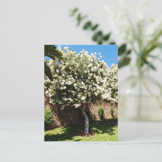 Jasmijnboom in Bloom Briefkaart (Staand voorkant)