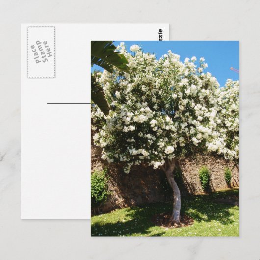 Jasmijnboom in Bloom Briefkaart (Voorkant / Achterkant)