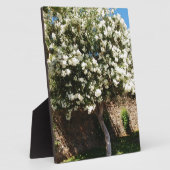 Jasmijnboom in Bloom Fotoplaat (Zijkant)