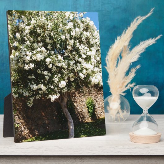 Jasmijnboom in Bloom Fotoplaat (Zijkant)