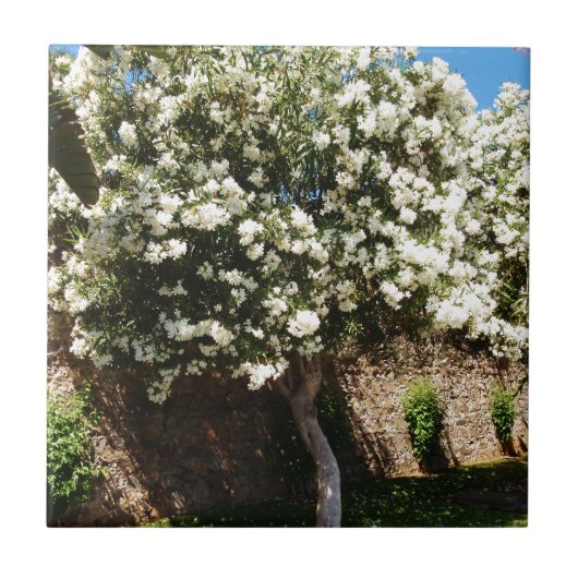 Jasmijnboom in Bloom Tegeltje (Voorkant)