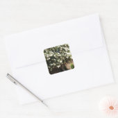 Jasmijnboom in Bloom Vierkante Sticker (Envelop)