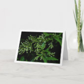 Jasmijnplant 's nachts portret kaart (Voorkant)