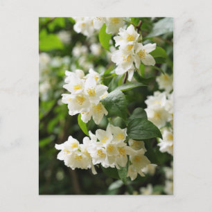 Jasmin bloemen close-up briefkaart