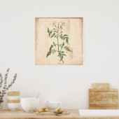 Jasmine Antiek Botanical Print Poster (Keuken)