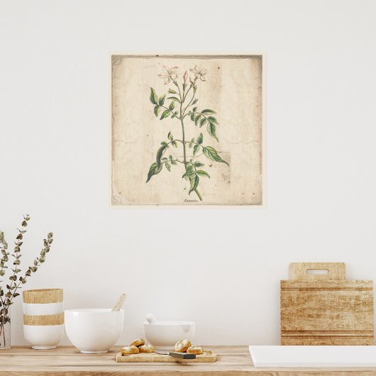 Jasmine Antiek Botanical Print Poster (Keuken)