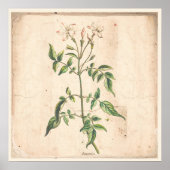 Jasmine Antiek Botanical Print Poster (Voorkant)