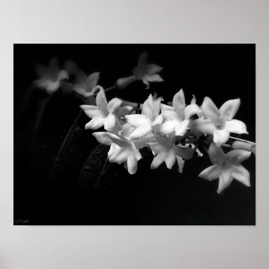 Jasmine Black en White Flowers Foto Poster (Voorkant)
