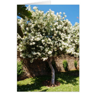 Jasmine-boom