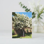 Jasmine-boom Briefkaart (Staand voorkant)