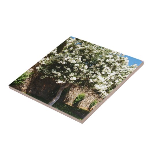 Jasmine-boom Tegeltje (Zijkant)